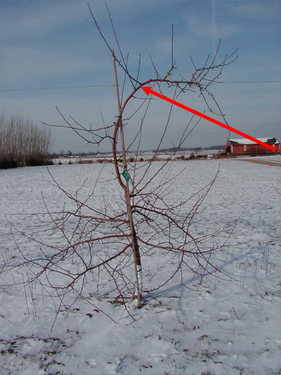 Bare apple tree with a red arrow pointing to a shoot.